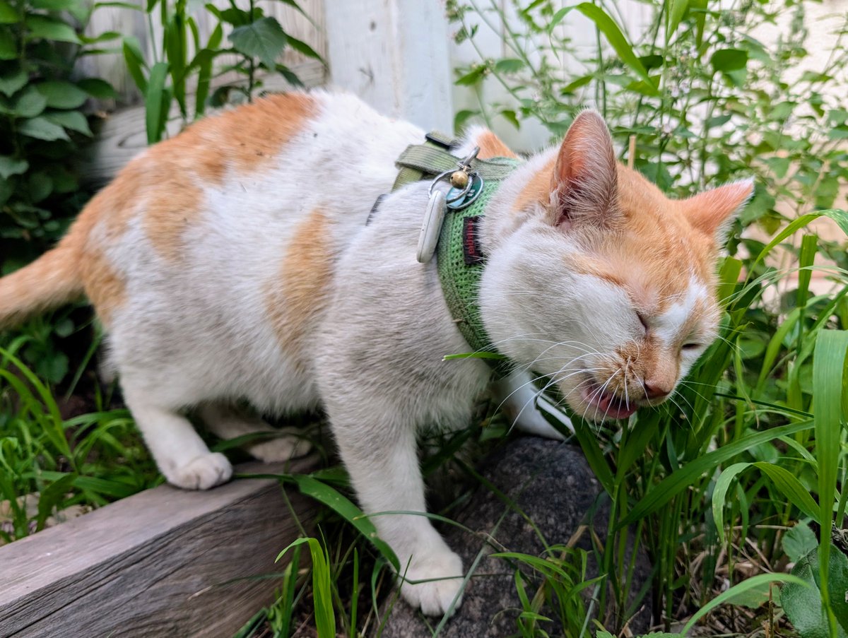 FartyCheddarCat's tweet photo. Roll in dirt
Not wunts, but twyse
I put on paynt
Dat feel so nice

I snak on gwass
Den Fig I see
I hunt and pounce him
Under twee

#CheddarPoetry #WarryerPaynt #MamaSedINeedBaff #SheLaffWenSheSeeMe #IHappySheLaff #INotNeedsBaffTho #FiggyFunToHunt #IPlayingEkstwaWifFiggySoHeNotSad https://t.co/aNxBmzYWMX