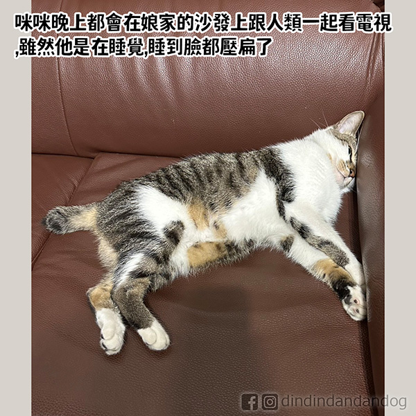 dindindandandog's tweet photo. 【町町會做夢】
以前就知道町會嚶嚶叫或者是在夢中跑跑，不過上周某個晚上居然連續叫了好多聲，還以為他是不舒服還是發現了甚麼，所以起床看他發現居然還在睡覺!!
因為他還在吠叫所以就把町叫醒起來重睡，他還一點震驚地看著我😫

#町噹狗生活 #狗作夢

(上週忙著畫其他的圖整個忘記更新......反省😭 https://t.co/PM0rXD6Paf