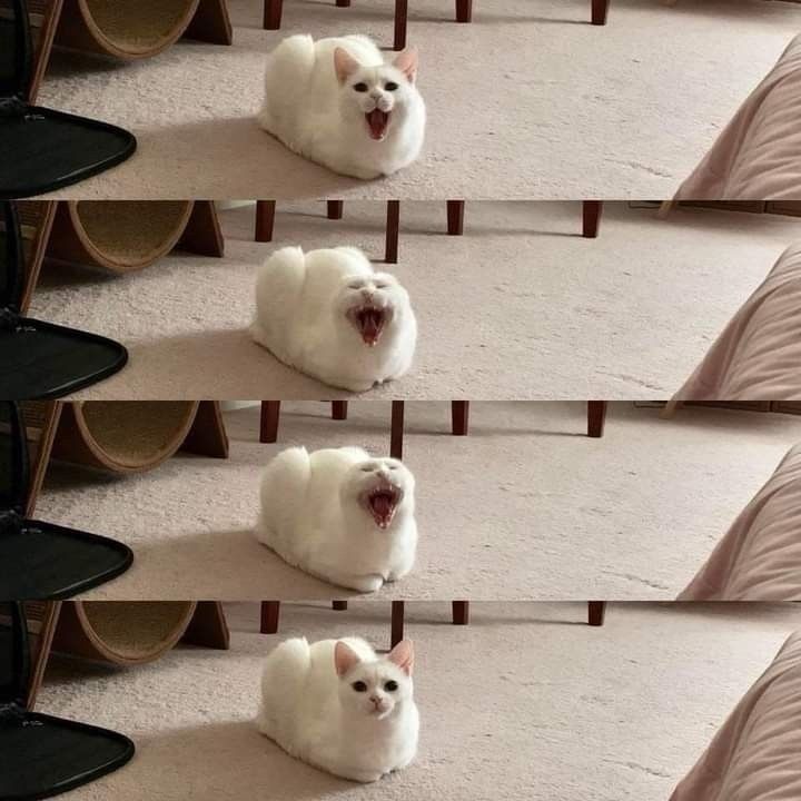 Cats_ooc's tweet photo. https://t.co/MtWfJpnR5k