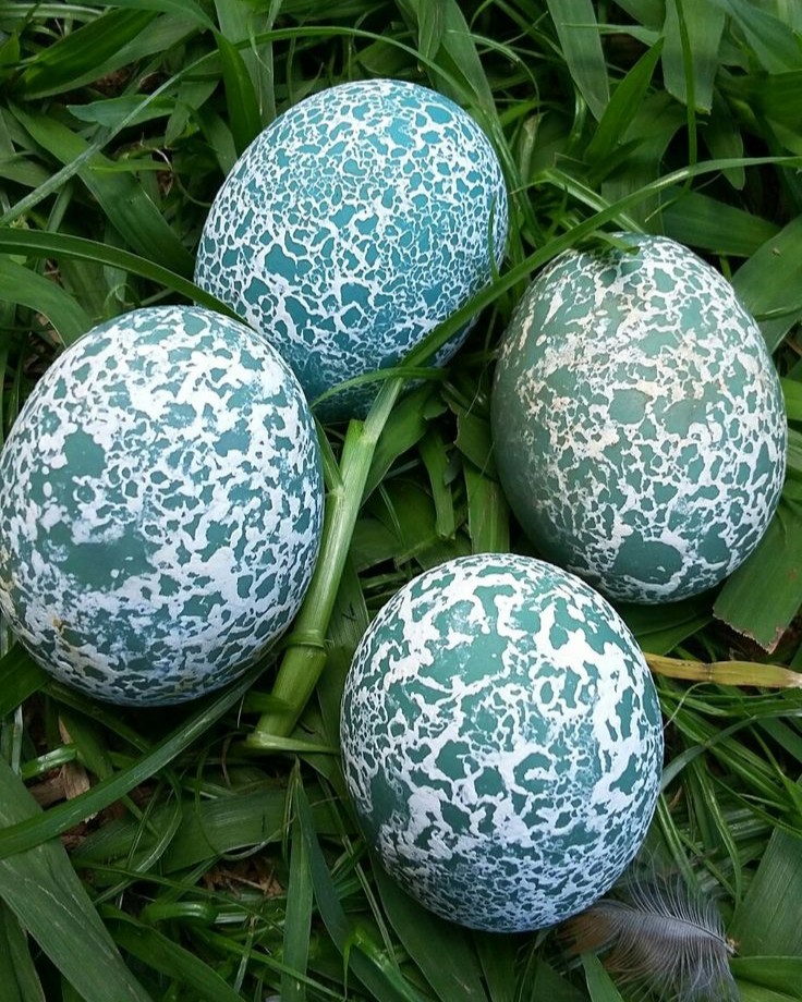 AcervoCharts's tweet photo. O anu-branco é a ave que coloca um dos ovos mais bonitos encontrados na natureza. https://t.co/rqyQfAeIKo