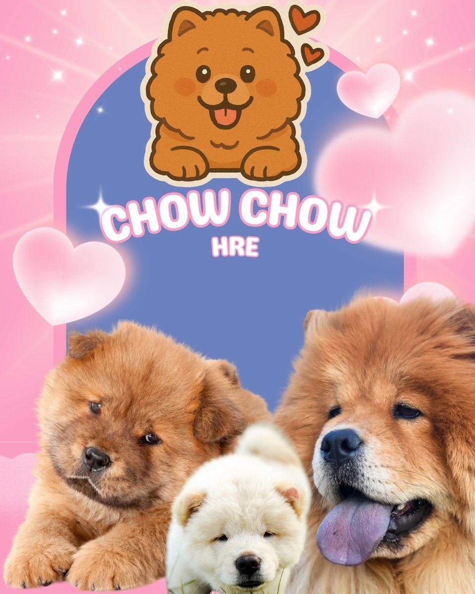 MascotasClubCol's tweet photo. Cachorros chow chow colombia  Llámanos al 3123781314 chow chow venta Envios criadero  Bogota Cali Medellin Barranquilla Cartagena Cucuta Chia Arauca Bucaramanga Valledupar Villavicencio Santamarta Yopal Ibague Monteria tunja quibdo Florencia https://t.co/hyBxAB05mq