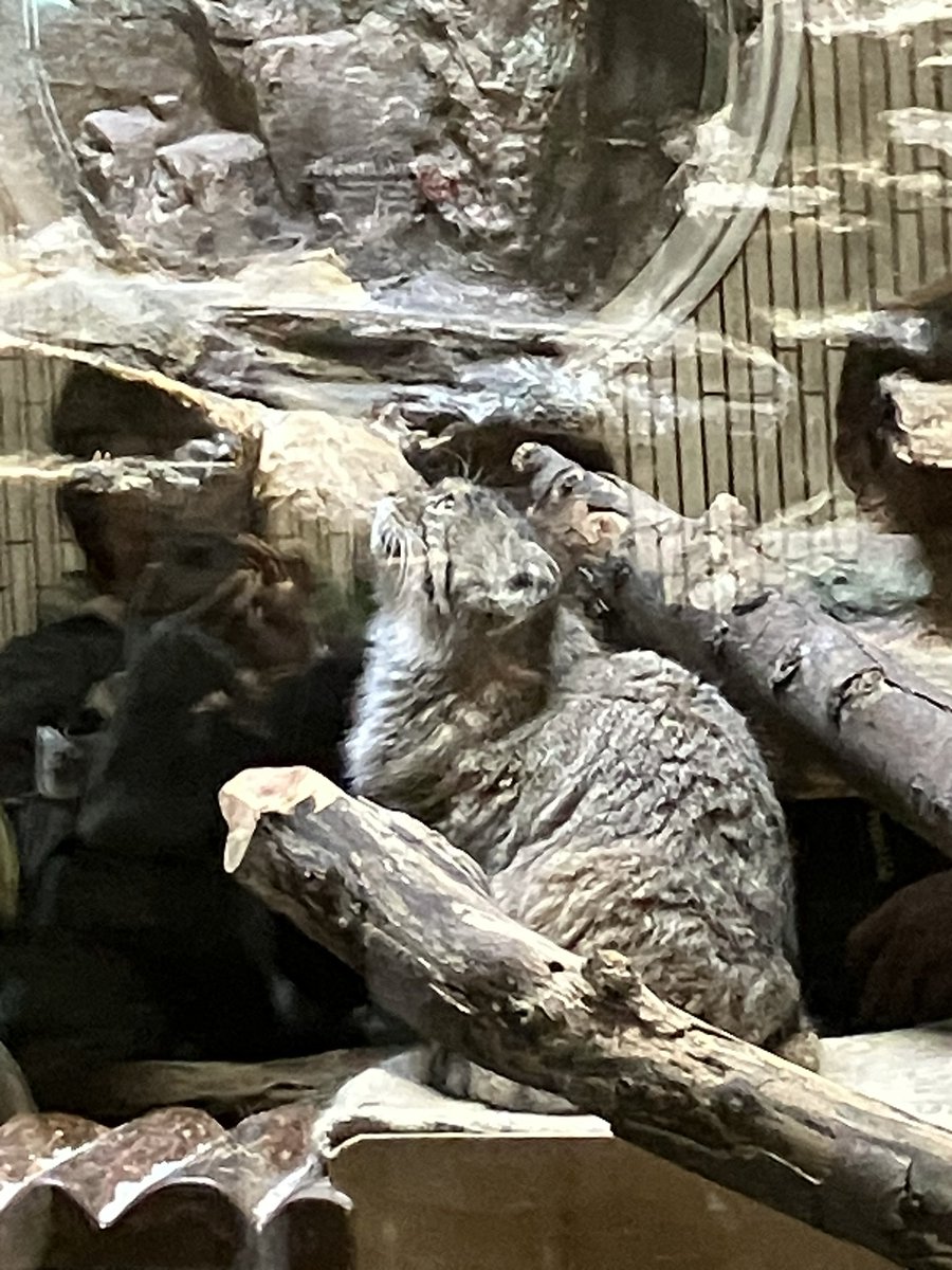 tarako1030's tweet photo. 8/28 コンサートの後は上野動物園へ。
マヌルネコのプリームラが腫瘍の治療に専念するため8月30日までの展示なので、会いに行ってきました。
また元気な姿が見られますように。

替わって、9月1日より怪我の治療中だったサフランが展示されています。
また上野に行かなければ！ https://t.co/ad1B8Q2wv6