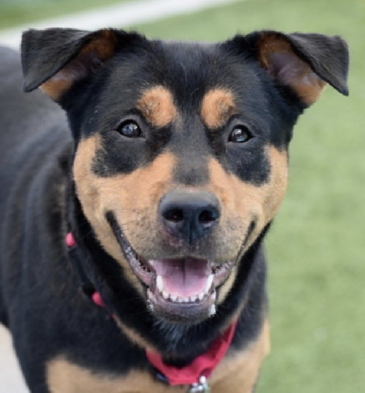 MoishesMom's tweet photo. NYCACC killed Apple Blossom this morning 💔😭 this gorgeous girl who was left in an abandoned apartment for two weeks before she was brought to the pound ….There’s no justice for the abandoned, the unwanted & the lost….I’m so sorry beautiful girl that humans let you down….You deserves life….

Run Free 🌌🌈 No one came….