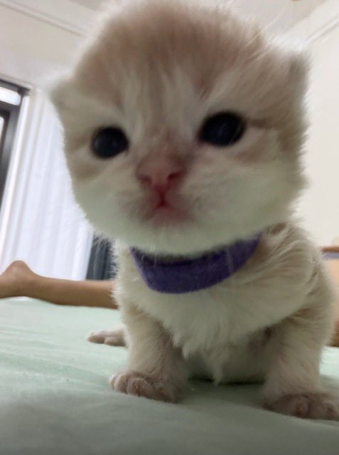 arsivmeow's tweet photo. hakkımdaki iddialar asılsızdır kimseyi gasp etmedim onlar isteyerek yaş mamik verdi https://t.co/6ZvtaBs3dH