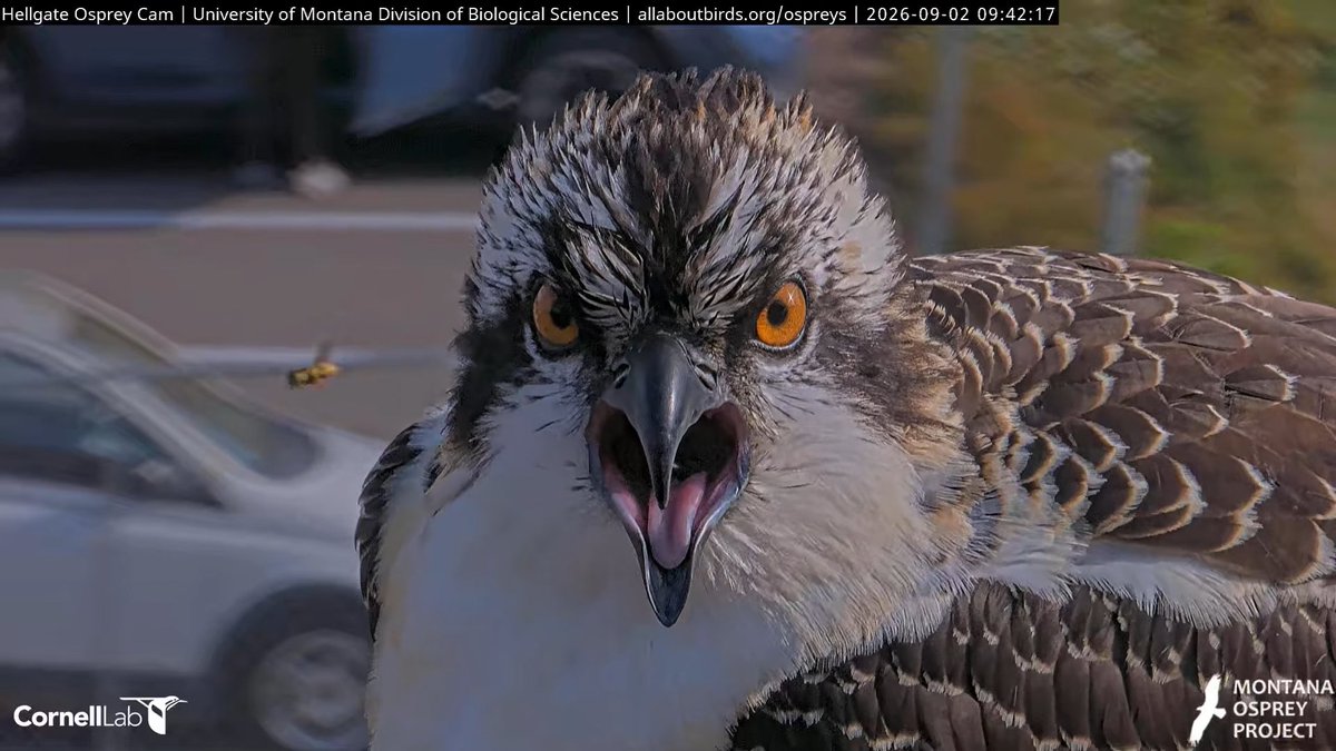 HellgateOsprey's tweet photo. 09:42, 9/2   "....I know you hear me!"....😆 #HellgateOsprey https://t.co/zJeYc035kp