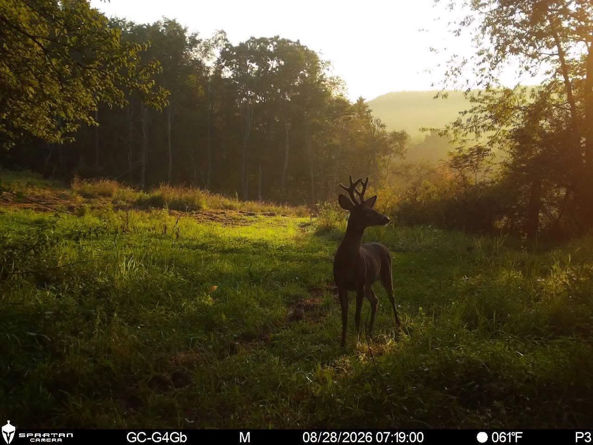 Trail_Cams's tweet photo. https://t.co/IzlY6Y1M0t