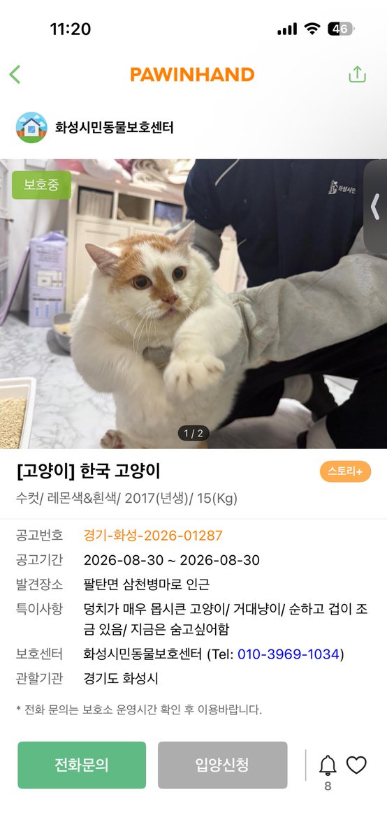 dancemooon1's tweet photo. 덩치가 매우 몹시큰고양이.. 같은지역같은날..유기인가?모두 집냥이처럼생겼잖아 ㅠ https://t.co/BhkBZ7Uwxv