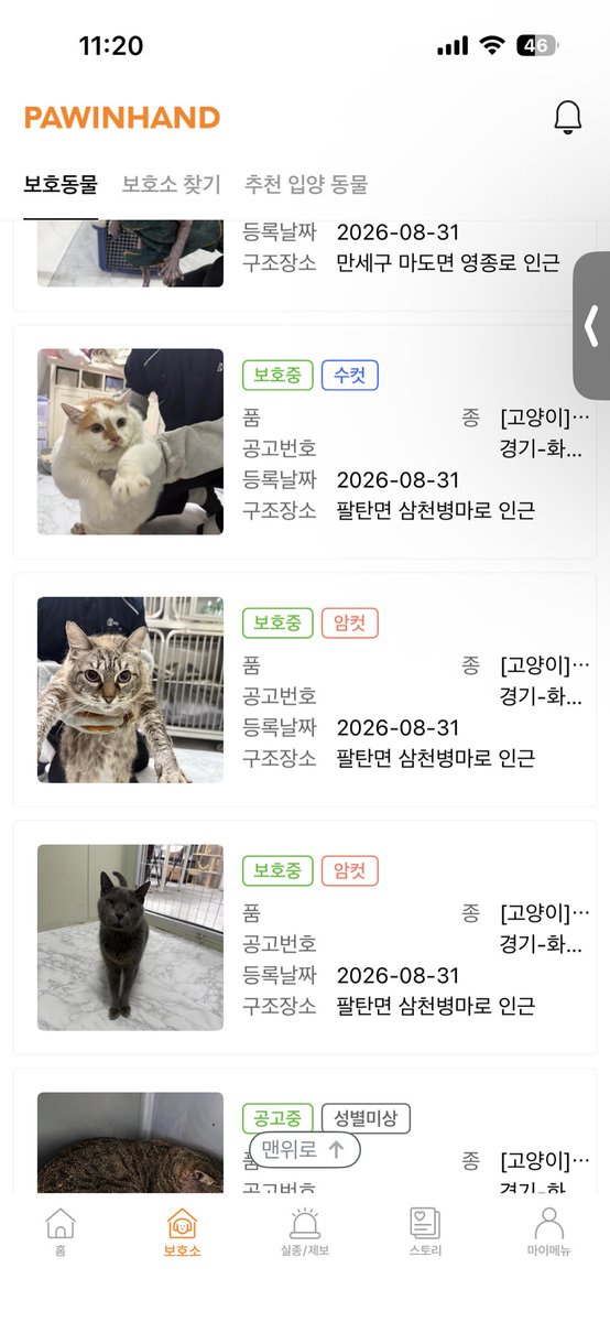 dancemooon1's tweet photo. 덩치가 매우 몹시큰고양이.. 같은지역같은날..유기인가?모두 집냥이처럼생겼잖아 ㅠ https://t.co/BhkBZ7Uwxv