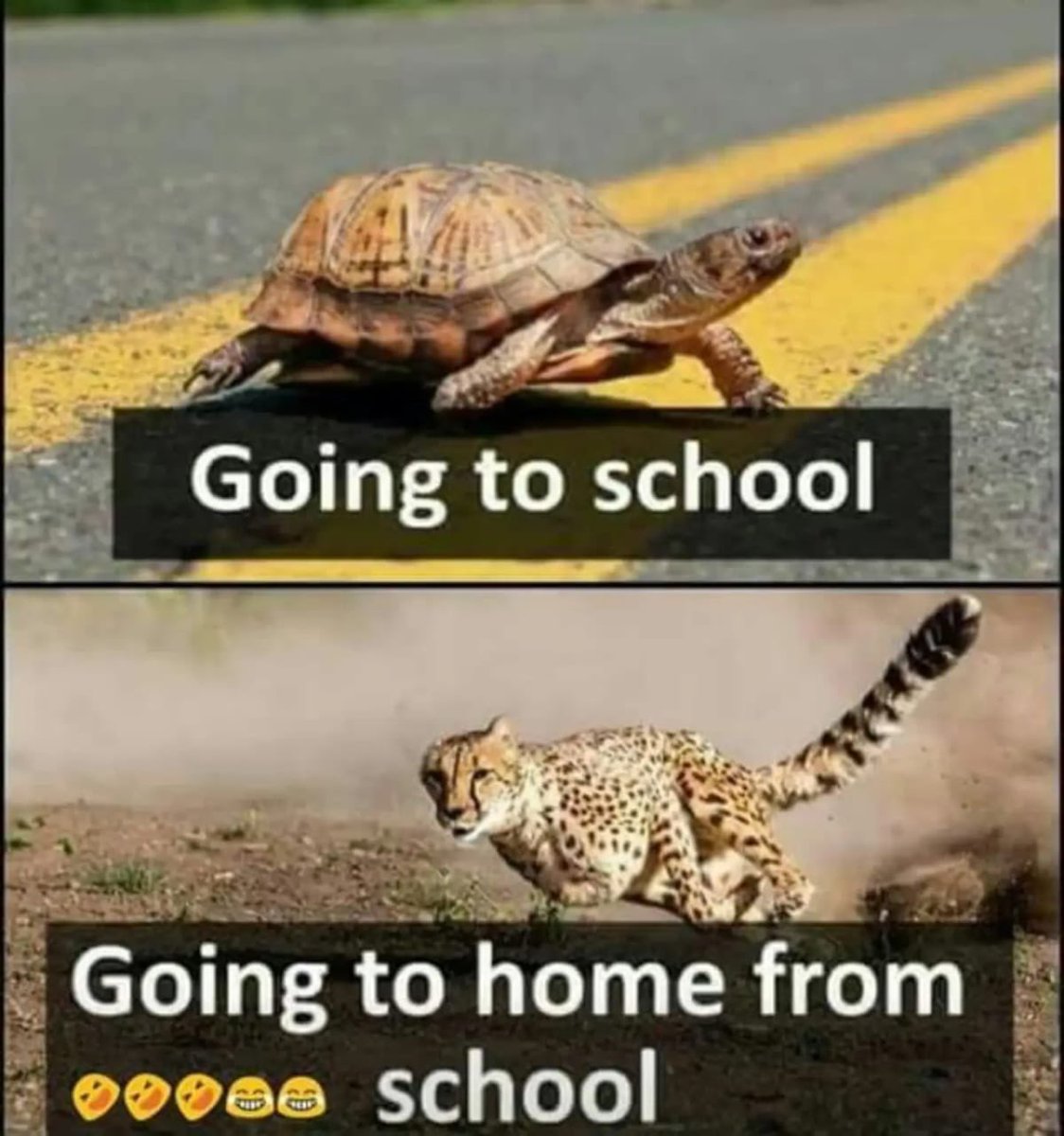 MemeBomba's tweet photo. 😂 POV: The fastest student on the way home after school! https://t.co/2TgINko8JB