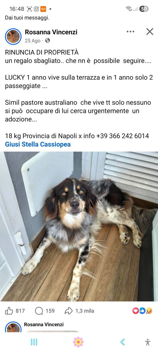 GabriellaBargh1's tweet photo. NN C'È NIENTE DA AGGIUNGERE 
PIÙ SFORTUNATO DI COSÌ....
RPRPRP X LUCKY UNA CASA NN
UN TERRAZZO. POVERA CREATURA
🙏🙏🙏😭🐾🌺🍀😟💔💔💔🐞 https://t.co/eLPgCUebcS