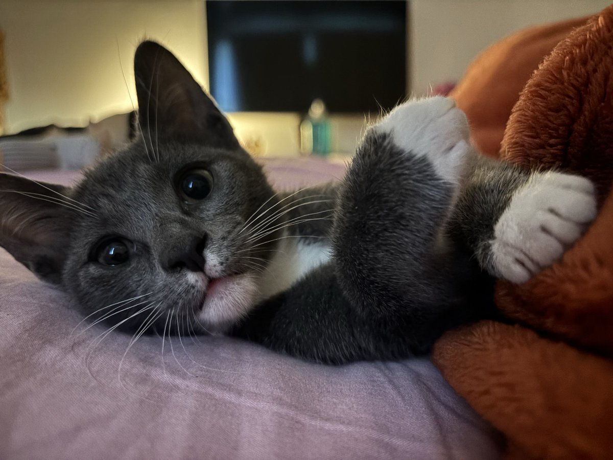 karymiii's tweet photo. i love my kitty https://t.co/HegVyU5WwE