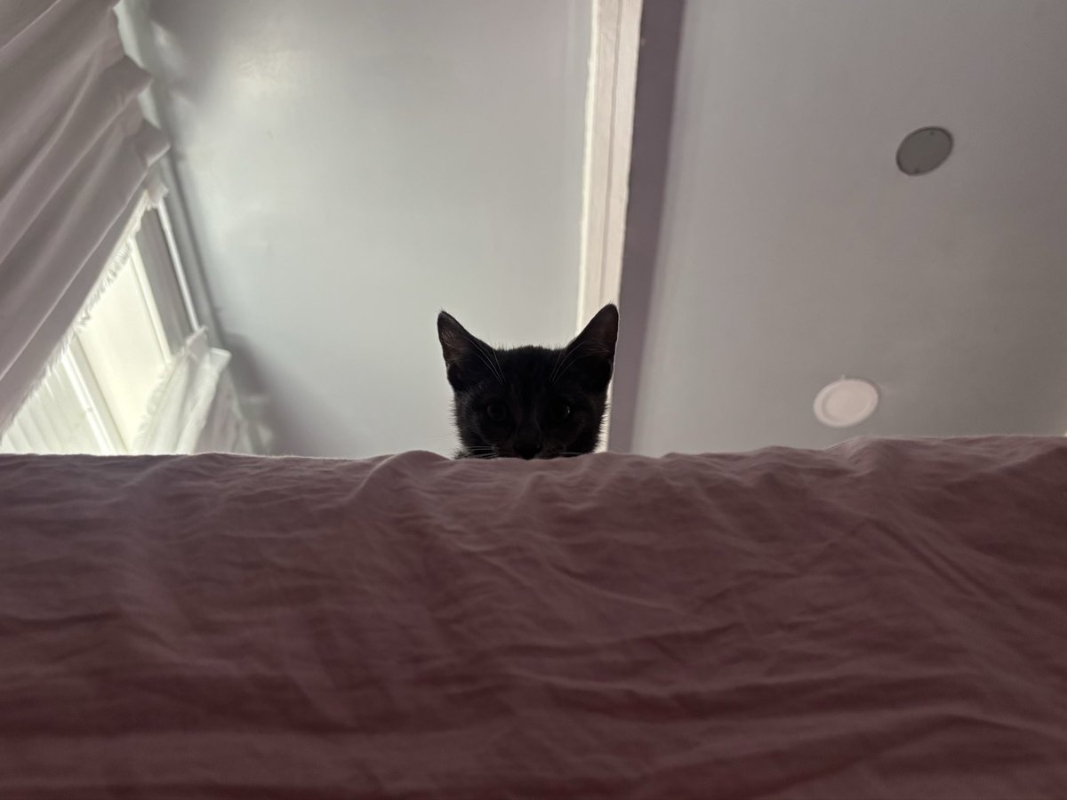 karymiii's tweet photo. i love my kitty https://t.co/HegVyU5WwE