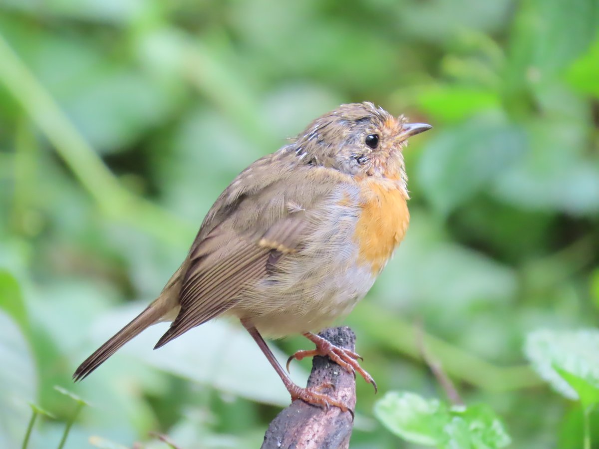 MvStuijvenberg1's tweet photo. Een Jonge #RoodBorst
Nog niet helemaal op kleur, en dus een beauty! .... #VindIk https://t.co/rqI3NwFTnF