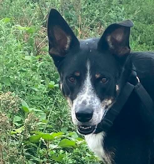 4zampeinvolo's tweet photo. ❤️🐾 ADOZIONE DEL CUORE❤️ – 
💙ROCKY CERCA CASA!💙 🏠 

Abbandonato da cucciolo insieme ai suoi fratelli, Rocky e' l'unico  che non ha trovato ancora una famiglia tutta sua.
Nonostante tutto, continua a sperare in quell’abbraccio che duri per sempre. 💔 Invisibili agli occhi di molti, ma con un amore immenso da donare.
ROCKY aspetta solo una famiglia da amare per sempre.

📣 Info rapide su ROCKY:
📍 Età: 2021 (5 anni)
⚖️ Taglia: Media
🧬 Razza: Meticcio Tricolore
😃 Carattere: Dolce e coccolone con chi conosce bene, piu' timido con gli estranei ,ha bisogno di un pochino di tempo per conoscere.
🐶 Compatibile con cani: Si
🐱 Compatibile con gatti: si
👧 Compatibile con bambini: si
💉 Sterilizzato/a: Sì
🏥 Vaccinazioni e chip: Sì
📍 Si trova a: Gorgonzola (MI)
📦 Adottabile in: Centro-Nord Italia

📞 Per info e adozione:
📲 3792564110
📧 quattrozampeinvolo@gmail.com
💬 Mandaci un messaggio sui social

#meticcio #adozioni4ZiV #adottanoncomprare #adoptnotshop #adozioni4ziv
#sostienici #adopt #adottauncane #adottauncanedalcanile #adozionedelcuore
#4zampeinvolo #adoptdontshop #adozionicani #adotta #dog #lovedogs #sostieni4ziv #caniadulti #apriunagabbia #adottauncaneadulto #adozioni
#noncomprareadotta #adottauncanedelcanile #animalovers #adottaadistanza #cane #adoptdonshop