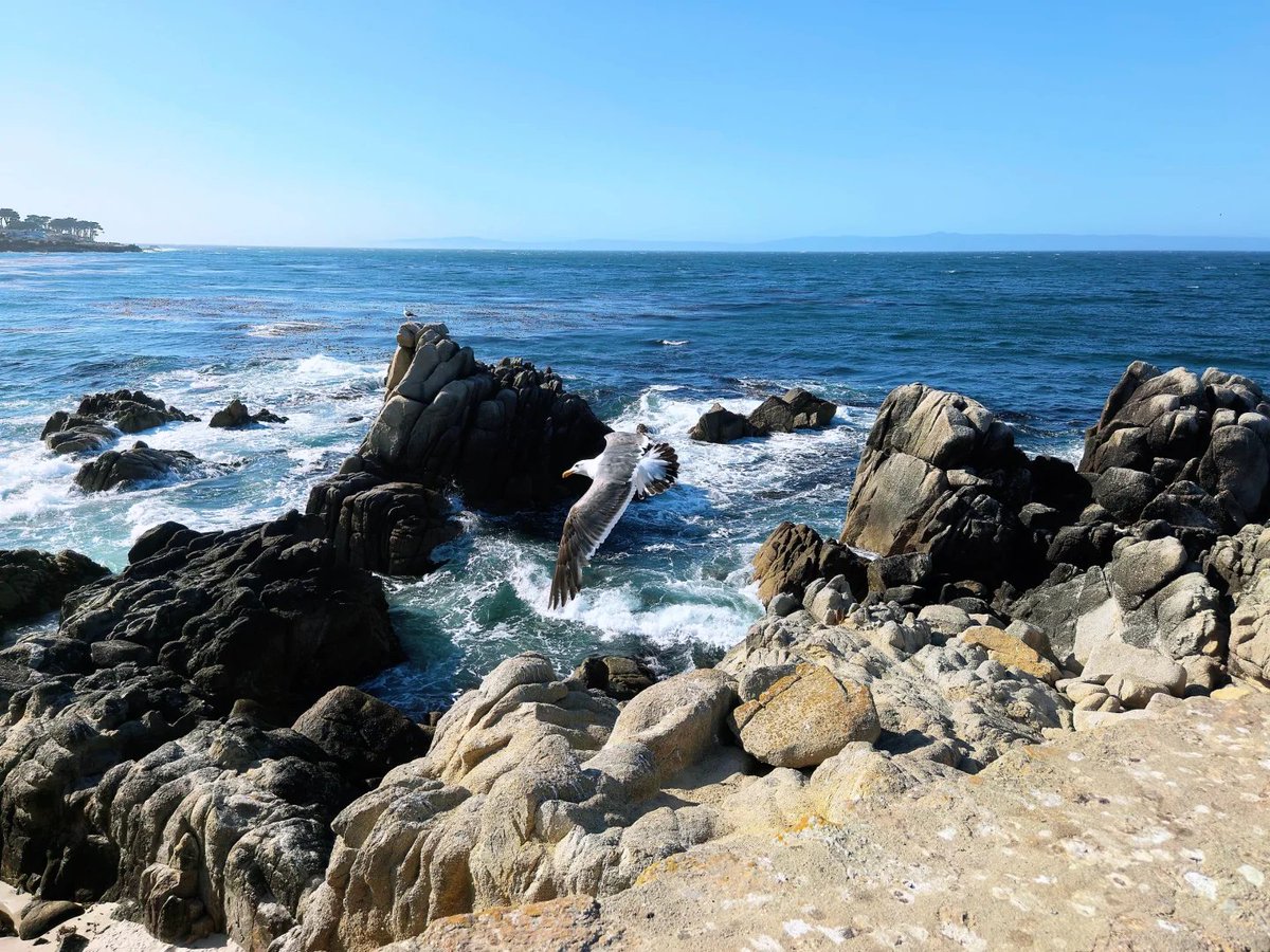 uywnas's tweet photo. Listening to the waves crash against the rocks. Pure coastal healing. https://t.co/rbFGq9CYHu