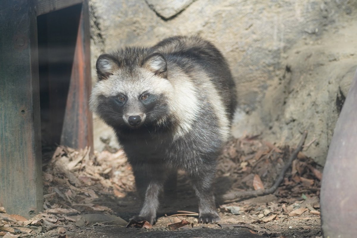 raccoon_d3's tweet photo. 男前さん。

＃井の頭動物園
＃タヌキ https://t.co/N4xOcHU5bA
