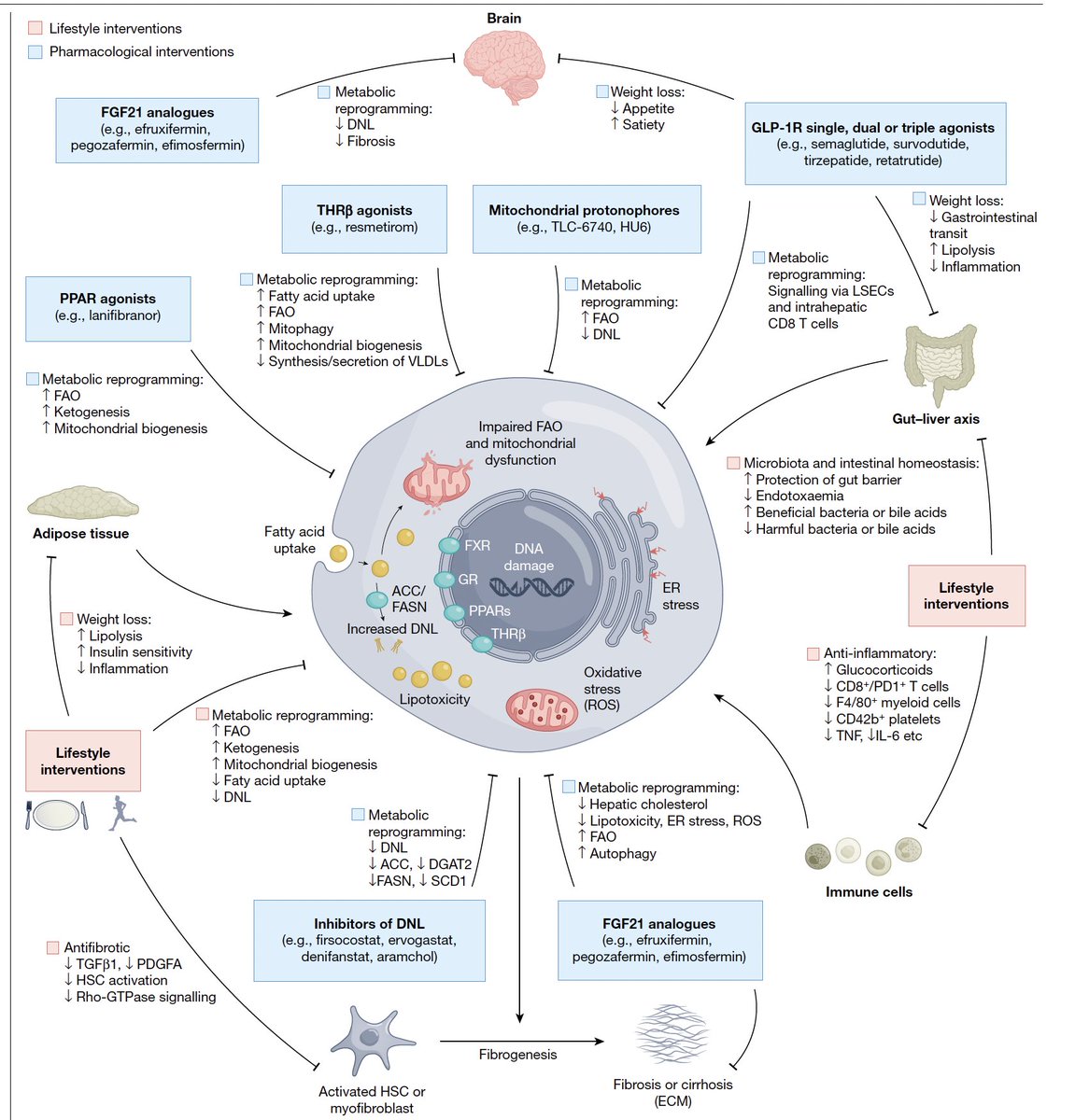 EricTopol's tweet photo. A state-of-the science 5 ★ review of MASH (fatty liver with inflammation, nonalcoholic). Awareness of this important, highly prevalent, often undiagnosed condition has increased in recent years, and now the interventions to go after it have blossomed (Figure)
@Nature @CancerInflam @GallageSuchira
https://t.co/zjECh6YSYJ