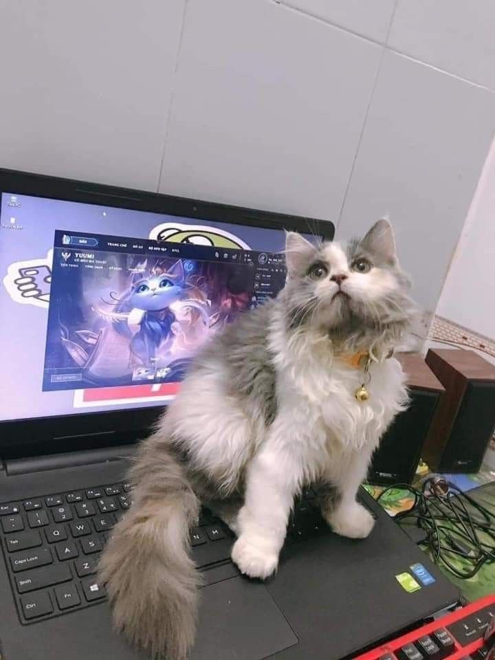 acervoyuuumi's tweet photo. tópico sensível: yuumi e gatinhos 🐾💖 https://t.co/Yw6RAaAA6W