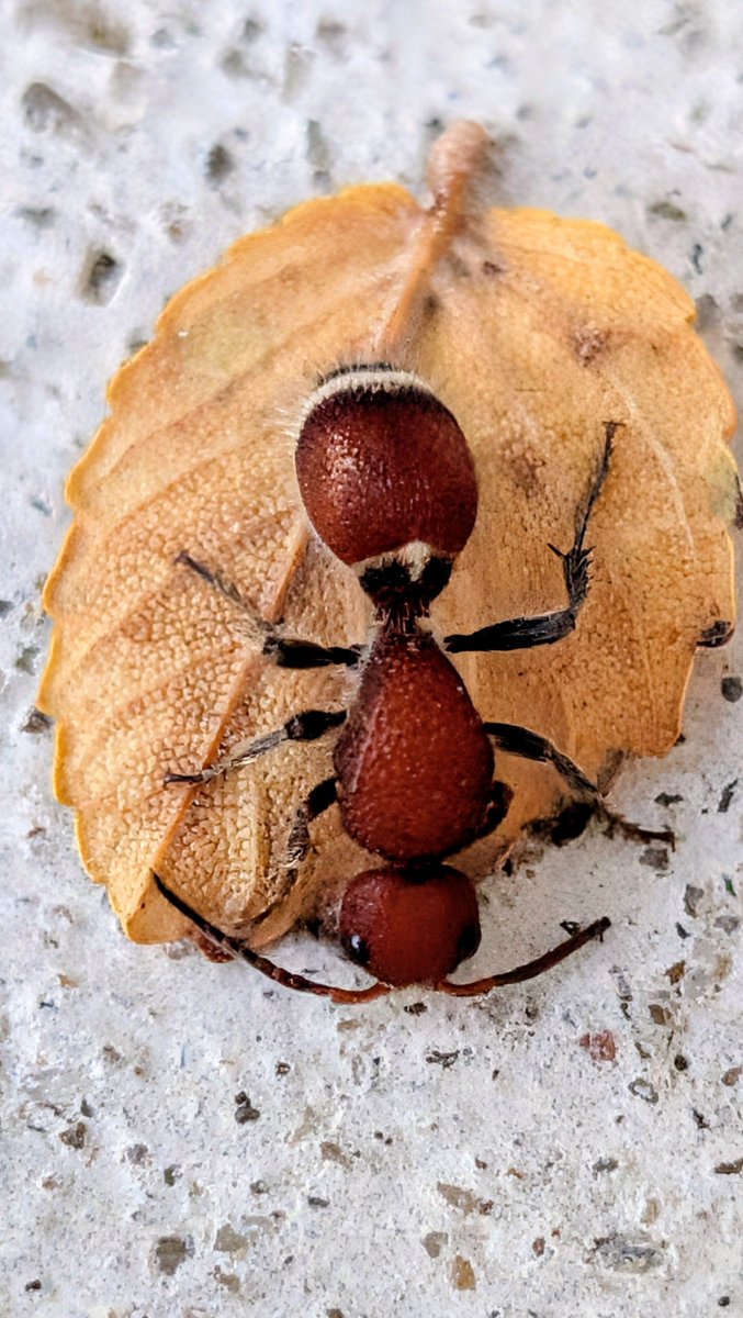 PollyMacapa's tweet photo. 🍂🐜🍁 https://t.co/k3p2Qj8K5f