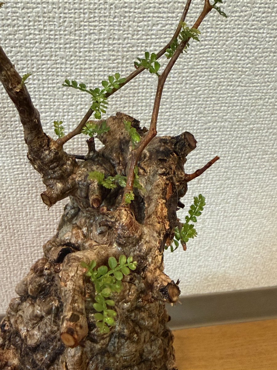 UehKm's tweet photo. パキプスの発根管理@水耕でここまで根が出てくれたので、発根管理を本日限りで終了‼️
日向土メイン土耕の腰水管理に移行して養生を続けます

この先の成長がとにかく楽しみで、新芽を見ているだけで酒が旨い😋
#オペルクリカリア・パキプス https://t.co/RSa8fwwjxN