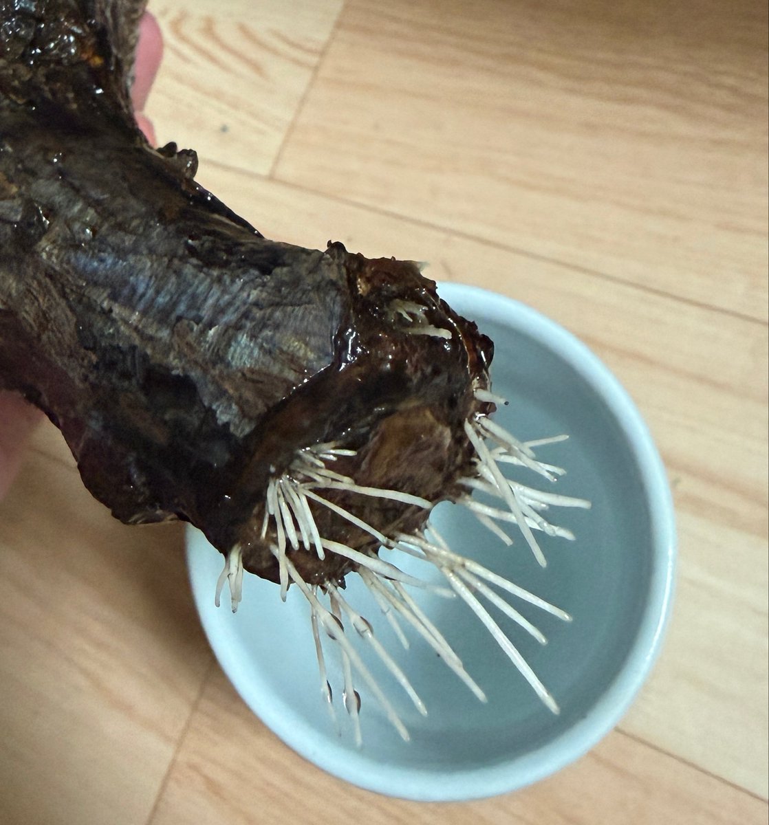 UehKm's tweet photo. パキプスの発根管理@水耕でここまで根が出てくれたので、発根管理を本日限りで終了‼️
日向土メイン土耕の腰水管理に移行して養生を続けます

この先の成長がとにかく楽しみで、新芽を見ているだけで酒が旨い😋
#オペルクリカリア・パキプス https://t.co/RSa8fwwjxN