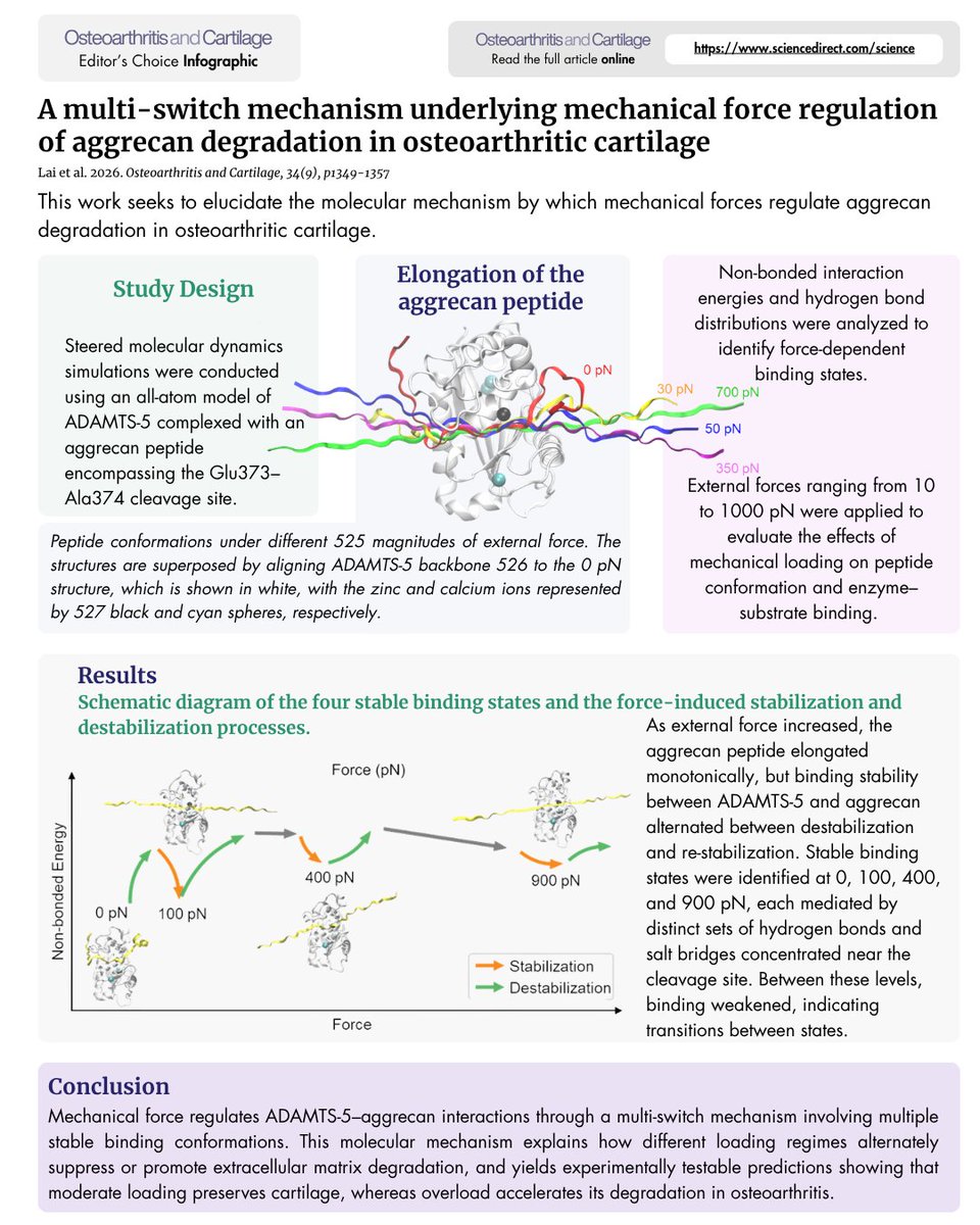 OACJournal's tweet photo. Lai et al. uncovers a multi-switch mechanism in cartilage mechanobiology: ADAMTS5–aggrecan binding switches between stable and unstable states at distinct force levels. This explains how moderate vs. excessive loading differentially drives ECM degradation.
https://t.co/mo5VAS4pVl https://t.co/3R3UqKfXqK