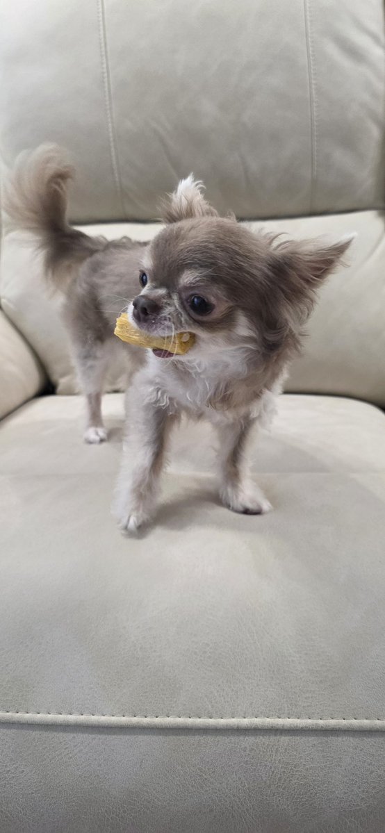 DOTOBAM's tweet photo. 그 즈히집 개가 율무 냠냠 해줘야 쳐다봐서
재현님한테 알려드렸는데
고대로 율무 냠냠해서 아주 귀여우셨읍니다

#NCT127 https://t.co/LXyaZFwap1