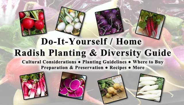 onecommunityorg's tweet photo. Radishes have only 19 calories per cup! 🌱🥗 

Discover heirloom varieties, seed sources, and recipes. What is your favorite way to eat radishes? 🚜💬✨

https://t.co/IB52XXNM6j

#OneCommunity #Gardening #HealthyFood #Organic https://t.co/ab9QQ93iik
