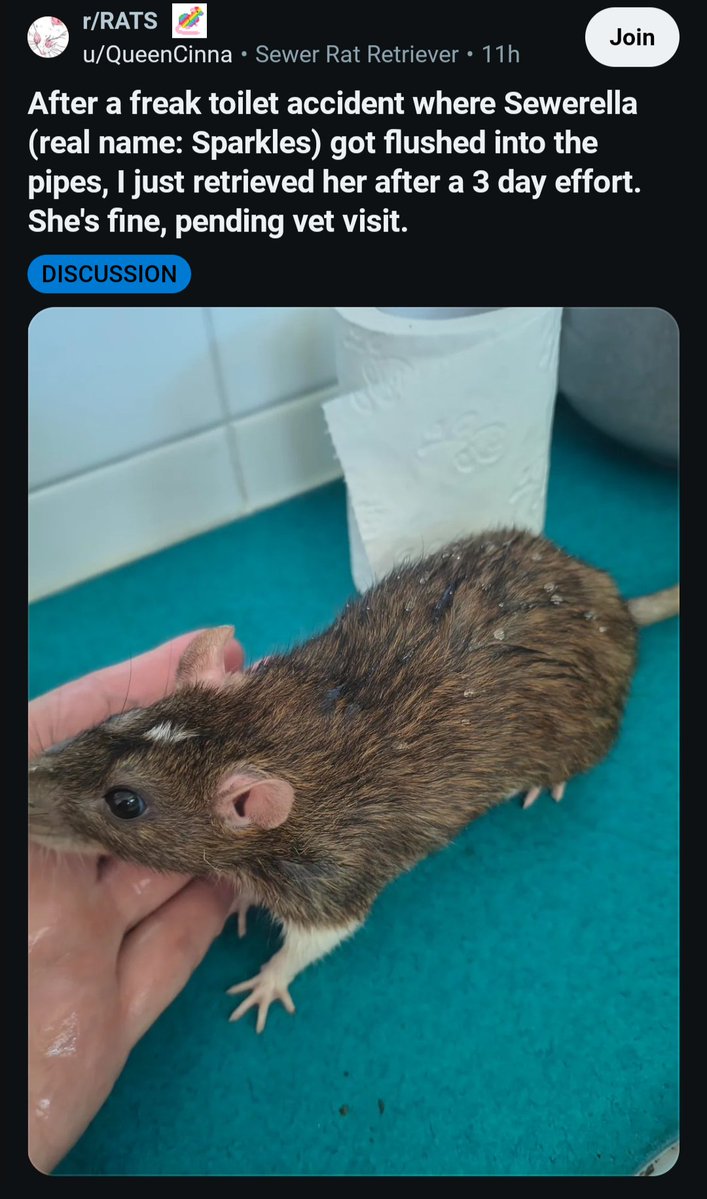 rat_liker's tweet photo. Someone in the rat subreddit accidentally flushed their rat down the toilet https://t.co/LuiqUEtlXa