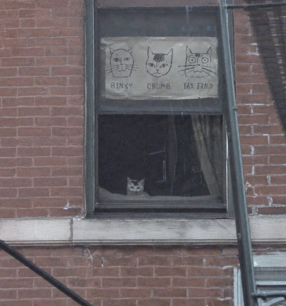 Catsillyness's tweet photo. https://t.co/gXXCnj8dM9