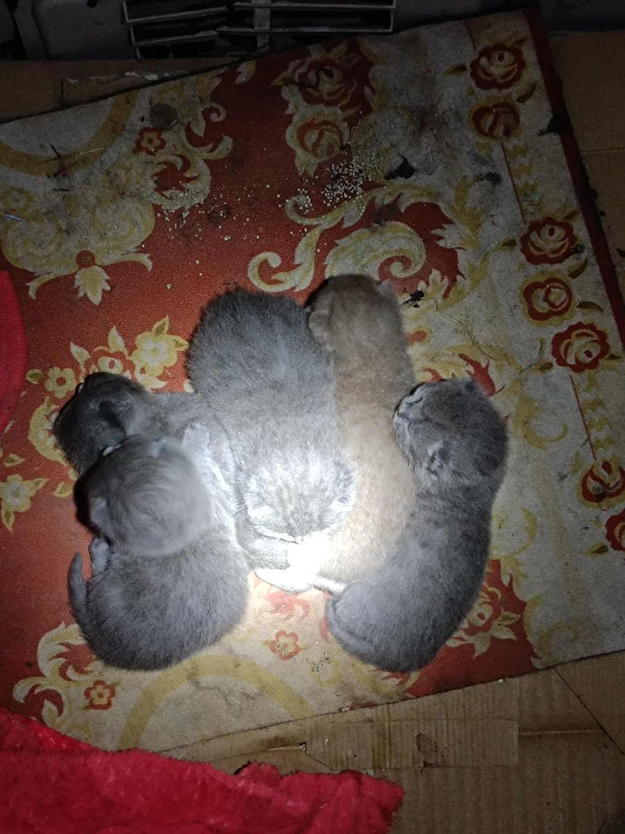 AshimShiva's tweet photo. Picked up our little furball 3 months ago—now look at this zoomies + treats combo that made our tiny puppy turn into a silly cuddle bug!  Pet growth hits different when every small win feels like a big win.， https://t.co/WDGILwsvuG