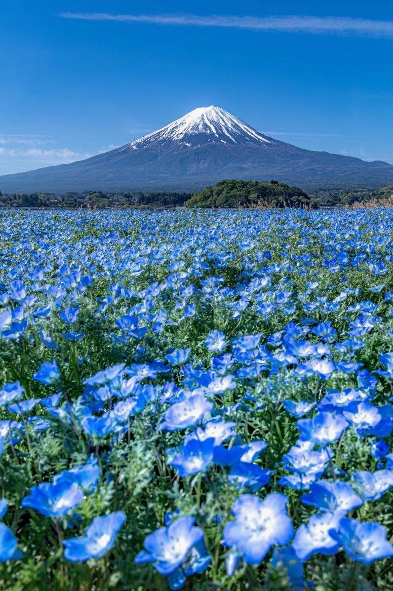 tom544f's tweet photo. 窓の外に広がる田畑を眺めながら、家族と庭でピクニック。緑の芝生の上で大笑いして、軽やかな風が頬を撫でてくれる。この何気ない瞬間が、心を豊かにするんだよね。都会では味わえないゆったりした時間、大切にしたいな。 https://t.co/LpSnwuDWD9