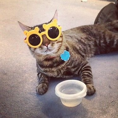 smajorascats's tweet photo. 🍯☀️ • funky sunglasses https://t.co/CBFjnjnG9K