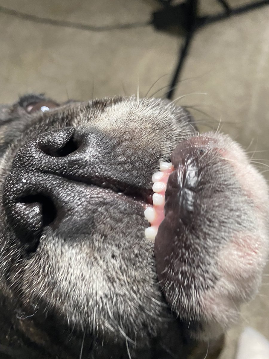 dainapameljrjq's tweet photo. Ready to keep the vibe hot seductive &amp; irresistible? ♥️💞🐕
https://t.co/o3Z5ZRHjUa
join now... https://t.co/KqjzMFjiUL