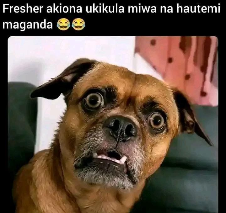 CaptainRAZ6928's tweet photo. 😅😅,, huwezi elewa https://t.co/AnaLt7wuRj
