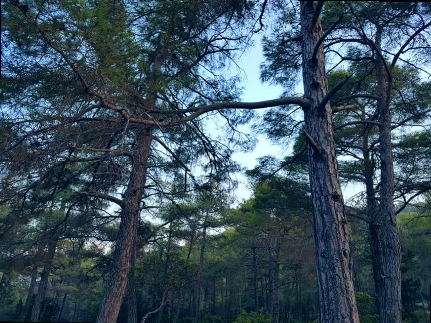 juanMegudan's tweet photo. 梧桐叶落了一地金黄，翻出旧唱片放了一首歌，余生很贵不必将就。🥬🈺🛴🚓 https://t.co/K5cnANJsKu