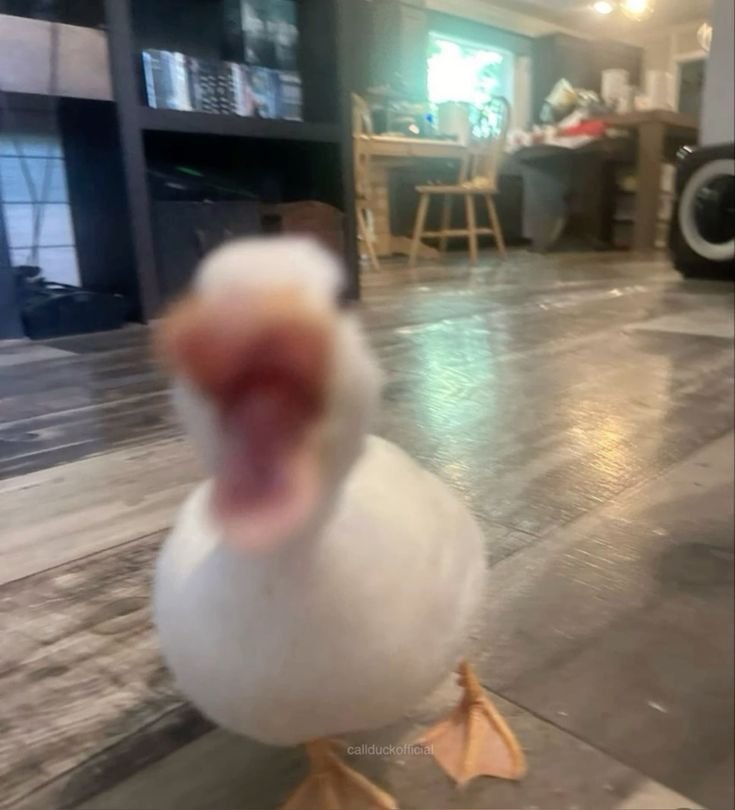 nxnitt's tweet photo. SOLO 5 DÍAS PARA DOM https://t.co/Pt07P4tKuu