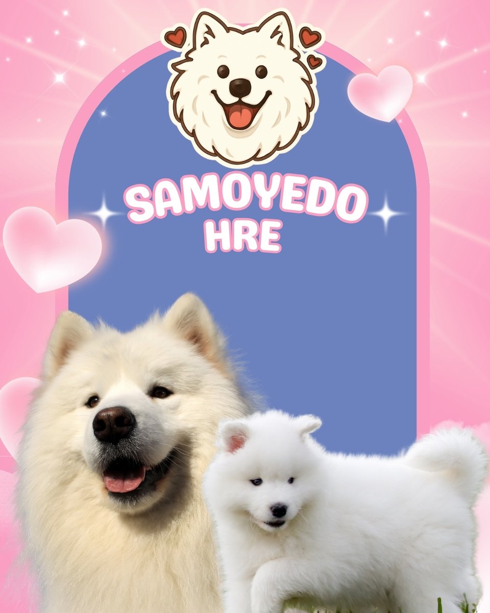 MascotasClubCol's tweet photo. Cachorros samoyedos información llamando al 3123781314 Colombia samoyedo macho hembra venta Criadero puros Envíos   Pereira riohacha guaviare Manizales Monteria Mitu Armenia Pasto Neiva sanandres vichada mocoa https://t.co/Ik6uXWDDCz