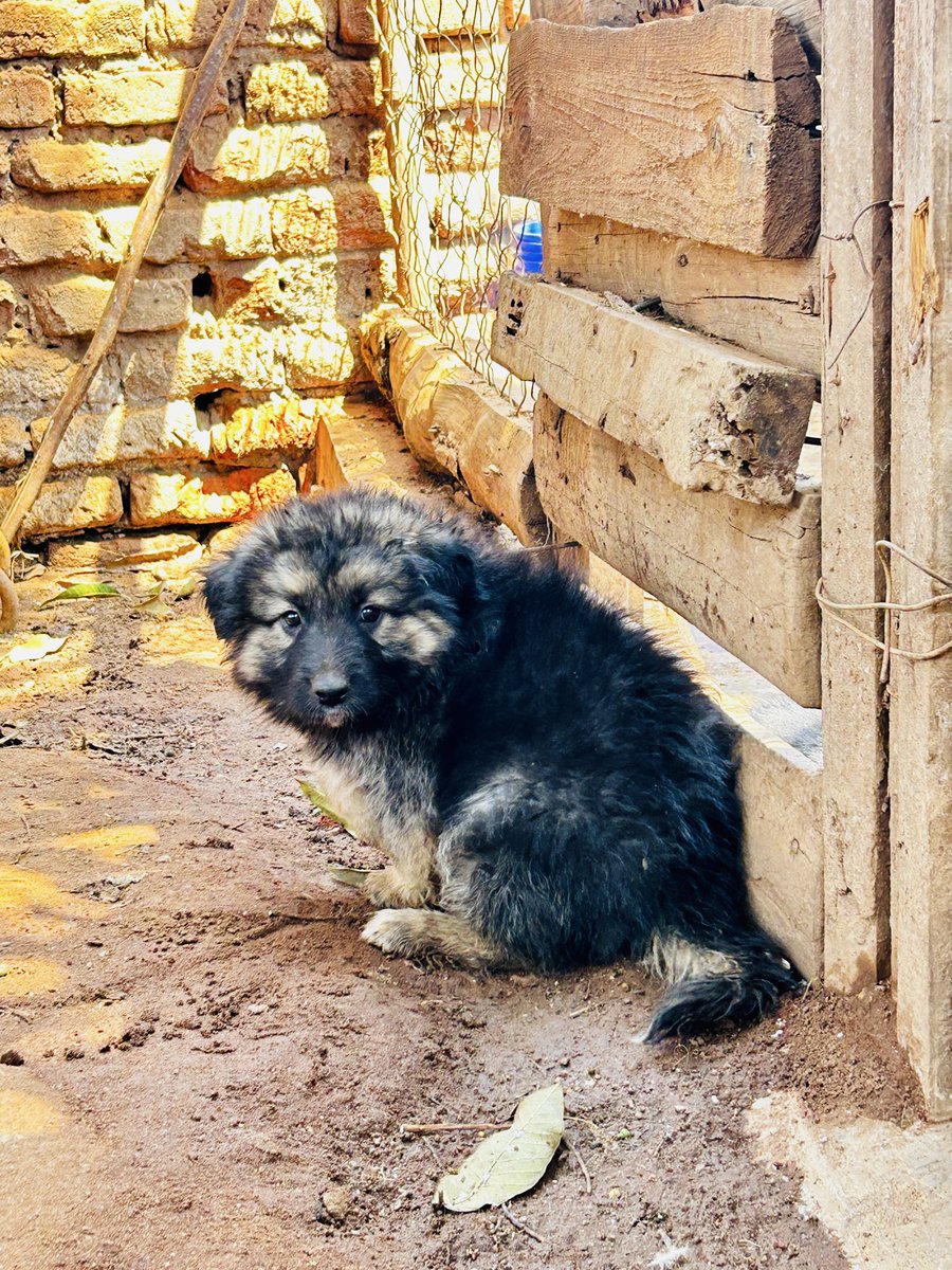mikegdra's tweet photo. 🐺 LOOKING FOR A NEW BEST FRIEND? ❤️

Meet one of our beautiful German Shepherd puppies 🐕‍🦺✨
Fluffy, adorable, playful, and growing into a strong, loyal companion.

🏡 Looking for a loving forever home https://t.co/bLDue5uUGi