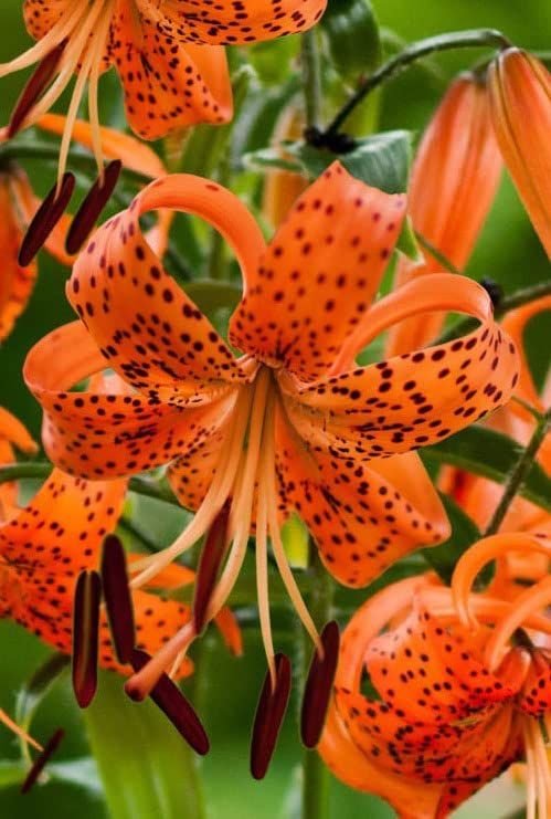SpringTime1010's tweet photo. @Gonta_A_Gentlem Tiger lilies https://t.co/pxm78ar1m3