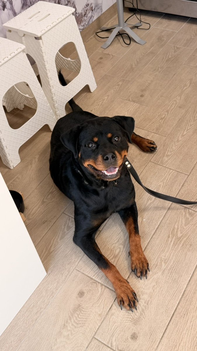 Ljiljan65880270's tweet photo. ⁉️🐾Vlasnik se nije pojavio ,ocekivano⁉️Bili smo kod veterinara ,starosti je oko 1 god ,4 D test negativan ,puna je krpelja ,mrsava,u teranju je ⁉️Dobila je zastitu,nalazi se u smestaju⁉️Krstila sam je Doly🐾❤️ https://t.co/qnsRLZ2KCP