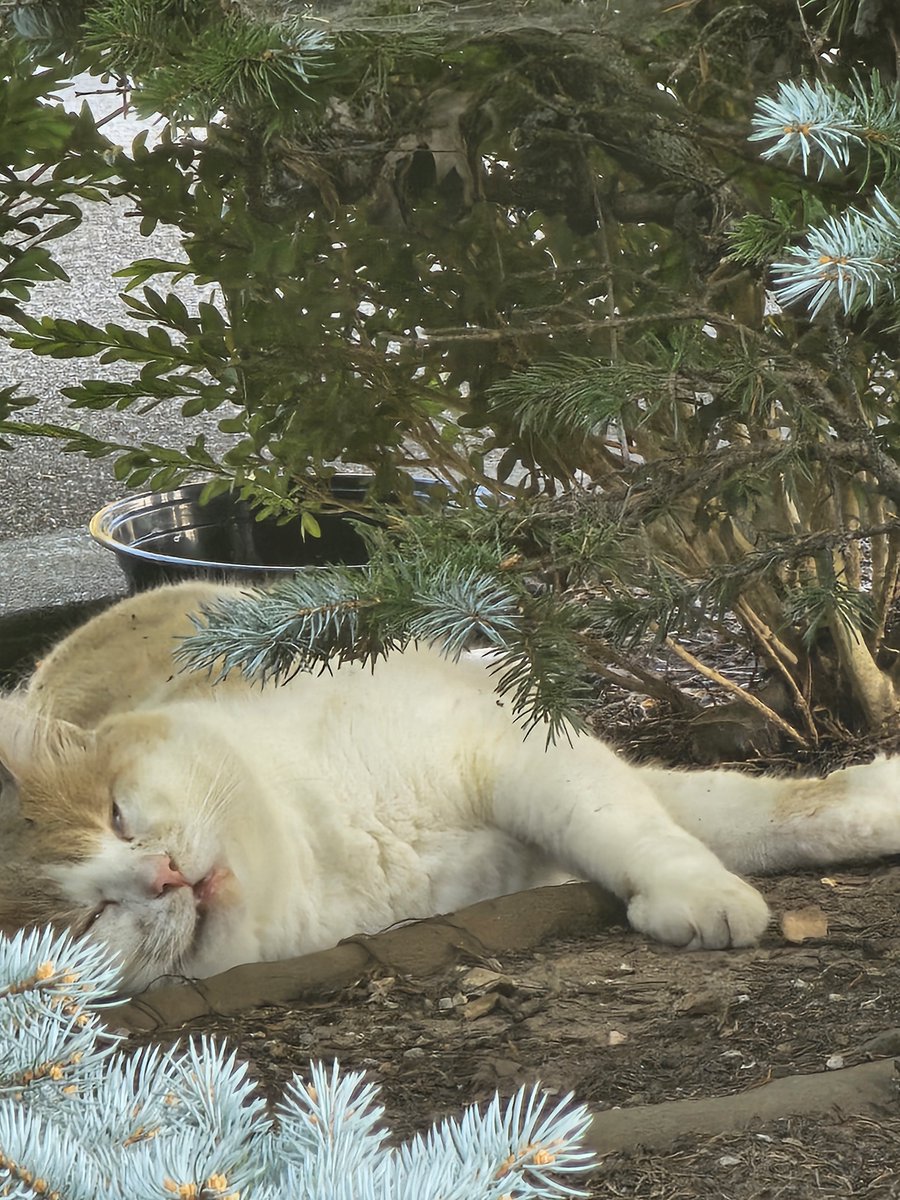 whitney_delaney's tweet photo. @aaditsh @elonmusk Sorry to do this on here but I have a cat who needs help. Please. Its a stray. Its not about money. I'll give you all the info and you can help him yourself. Its too hot and no one can get him. He is open mouth breathing. He is at a shopping center parking lot. Has been for a yr https://t.co/0jI2fAmU56