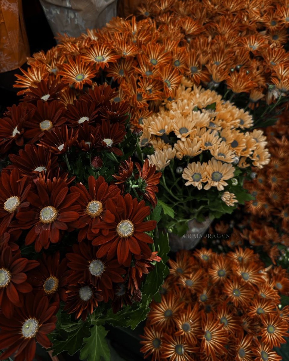 modernlilithh's tweet photo. dear september, please be good 🍂 https://t.co/c5posYFPW9
