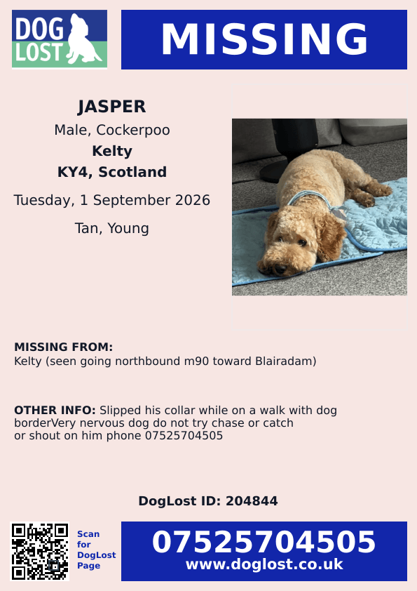 millypod1's tweet photo. 🆘1 SEPT 2026 #Lost Jasper #ScanMe
YOUNG Cockerpoo Male #PUPPY
#Kelty seen going northbound M90 Motorway toward #Blairadam #Kelty #Fife #Scotland #KY4
Slipped his collar while on a walk with dog border
Very nervous dog do not try chase or catch or shout 
https://t.co/XJ2cpe5IC1 https://t.co/kQgfB1X6YN