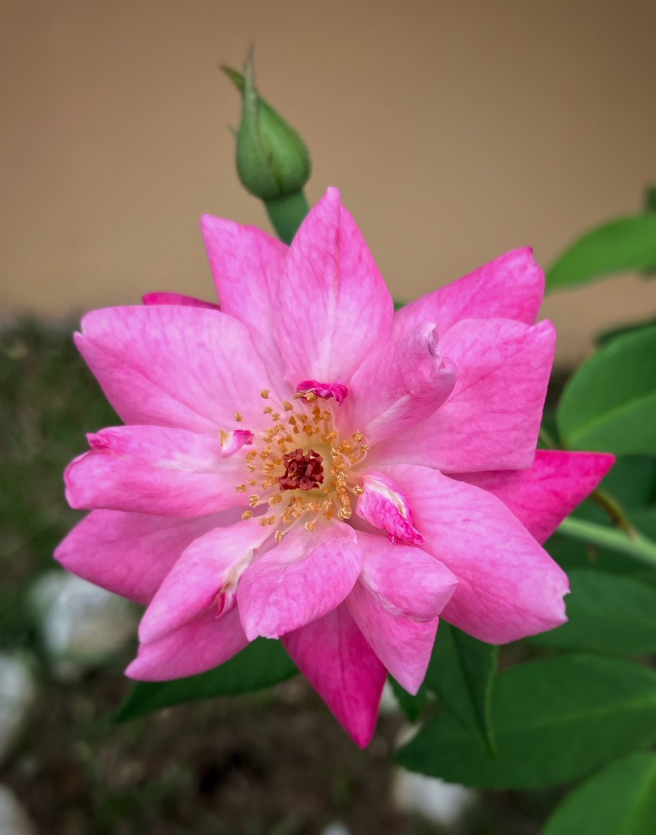mapascu's tweet photo. #iphoneonly #snapseededit #naturaleza #rosa #rose https://t.co/iXurLS72Qd