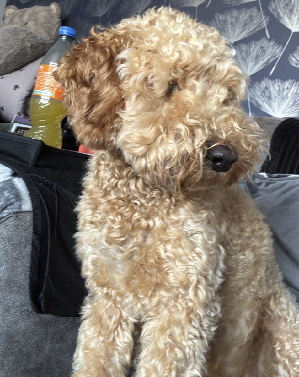 millypod1's tweet photo. 🆘1 SEPT 2026 #Lost Jasper #ScanMe
YOUNG Cockerpoo Male #PUPPY
#Kelty seen going northbound M90 Motorway toward #Blairadam #Kelty #Fife #Scotland #KY4
Slipped his collar while on a walk with dog border
Very nervous dog do not try chase or catch or shout 
https://t.co/XJ2cpe5IC1 https://t.co/kQgfB1X6YN