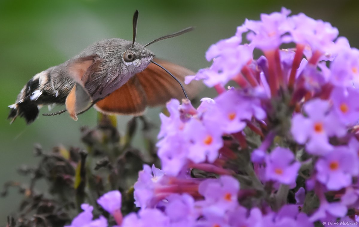 DavidMcGrath42's tweet photo. Hummingbird Hawk Moth , 2/9/26 #Cork #MothsIreland https://t.co/Y08FUdtH5T