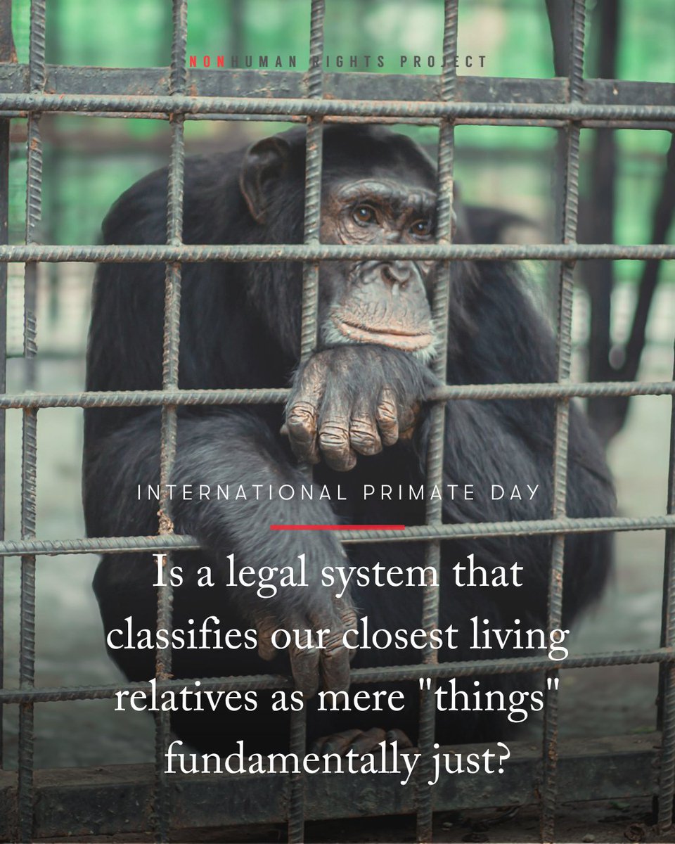 NonhumanRights's tweet photo. Yesterday was #InternationalPrimateDay—a day we encourage everyone to reflect on one simple question: Is a legal system that classifies our closest living relatives as mere "things" fundamentally just? https://t.co/AV4A6rHK5I