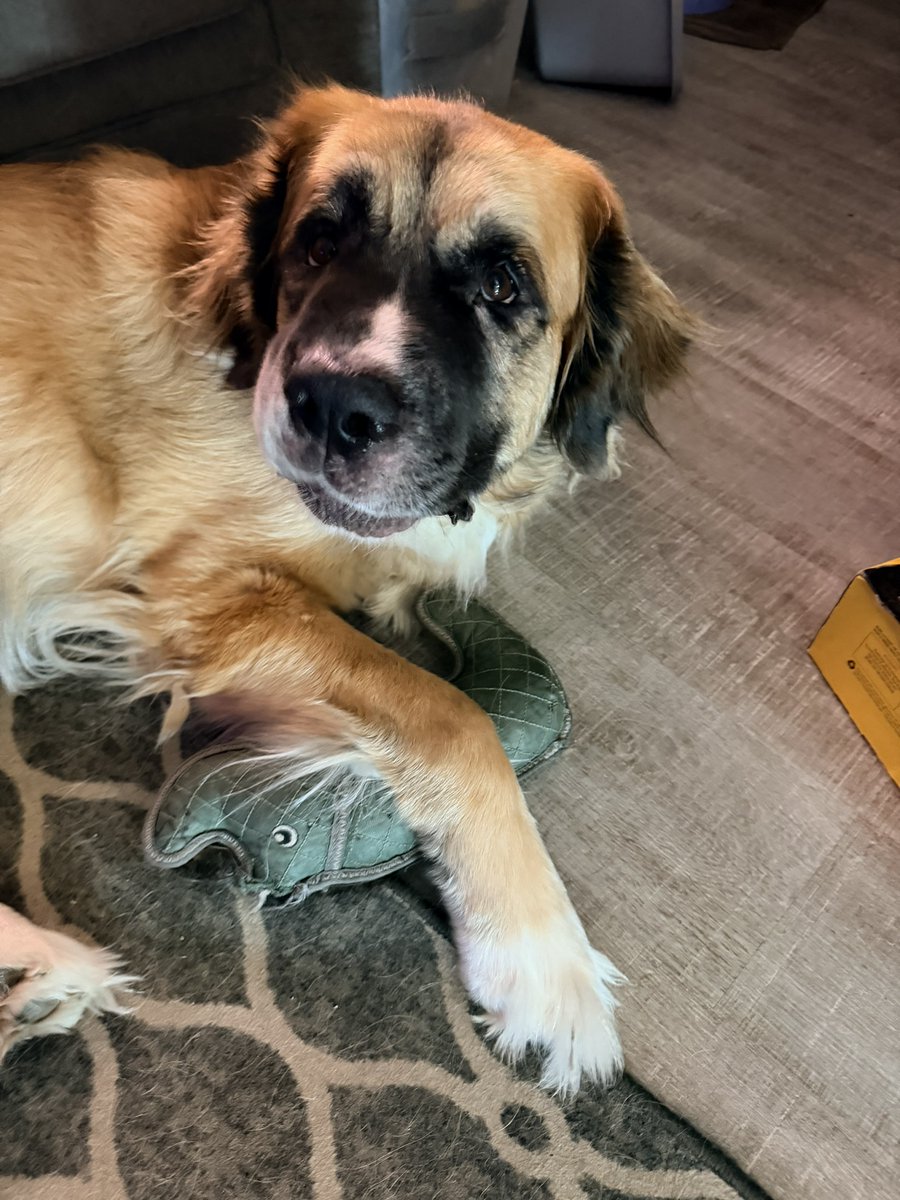 CraigBaird's tweet photo. Berton heard that people have been missing photos of him since our cross Canada trip ended.
He is happy to oblige and hopes his pictures help brighten your day! https://t.co/j7WRlJtKrm