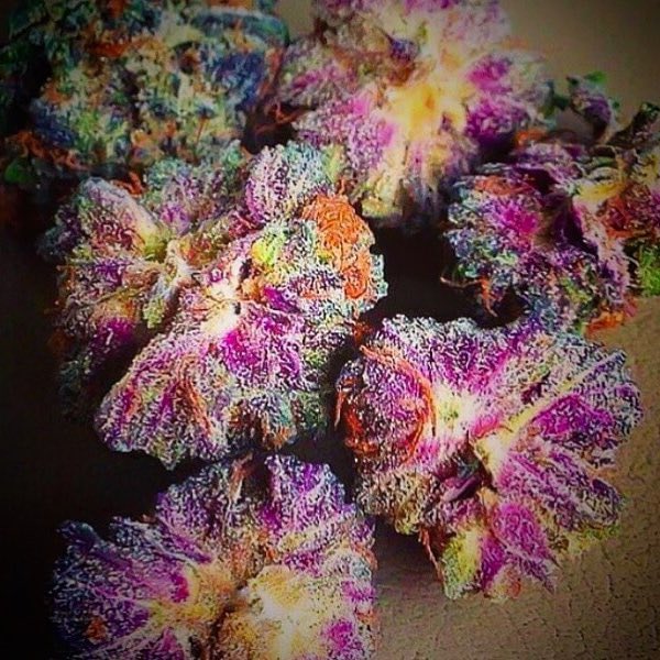 msmonchelee's tweet photo. Order Weed cannabis kush bud in
Carlsbad
El Monte
Murrieta
Temecula
Palm Bay
Costa Mesa
Westminster
North Charleston
Miami Gardens
Manchester https://t.co/9bYCxAvXUD